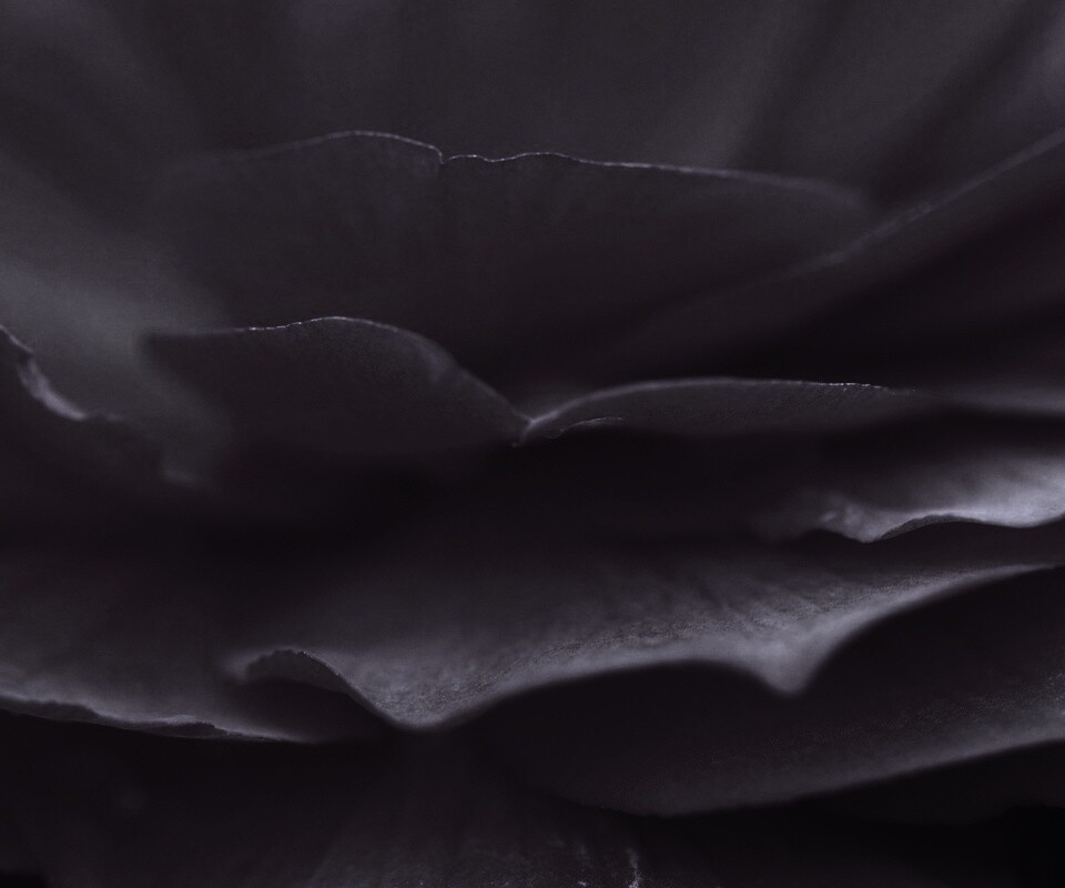 Лепестки красного цветка обои