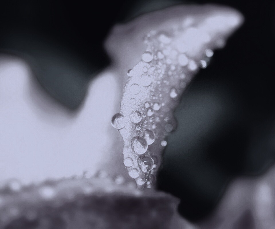 Капли росы на лепестке обои