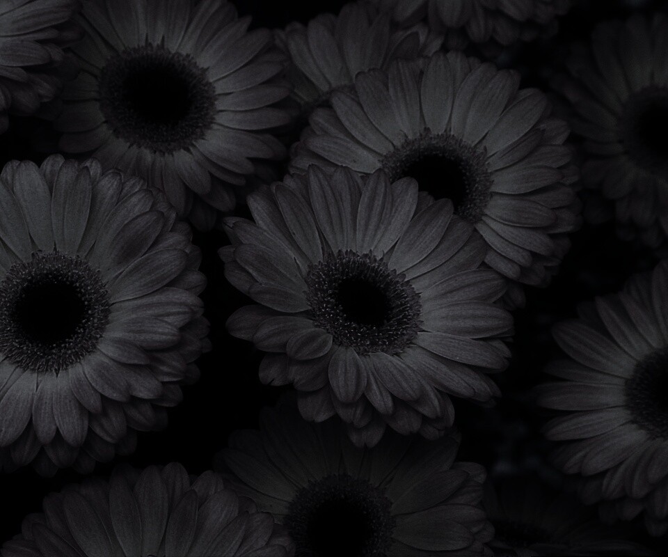 Желтые герберы обои