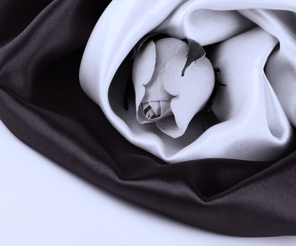 Нераспустившийся цветок розы в шелке обои