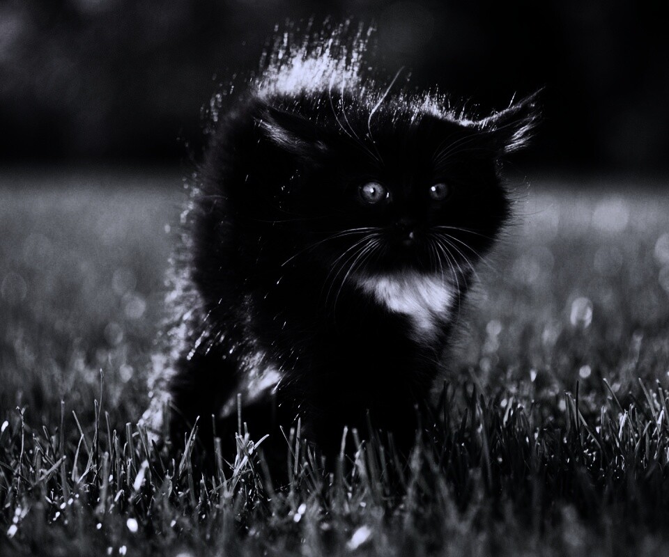 Кот воитель обои