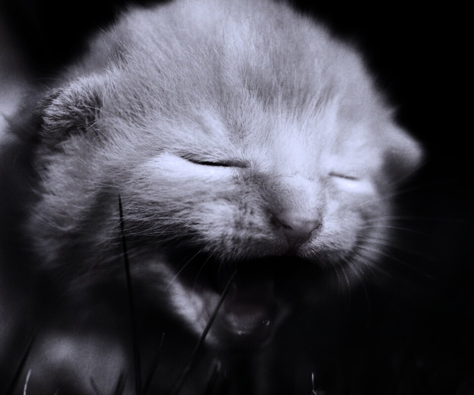 Маленький котенок обои