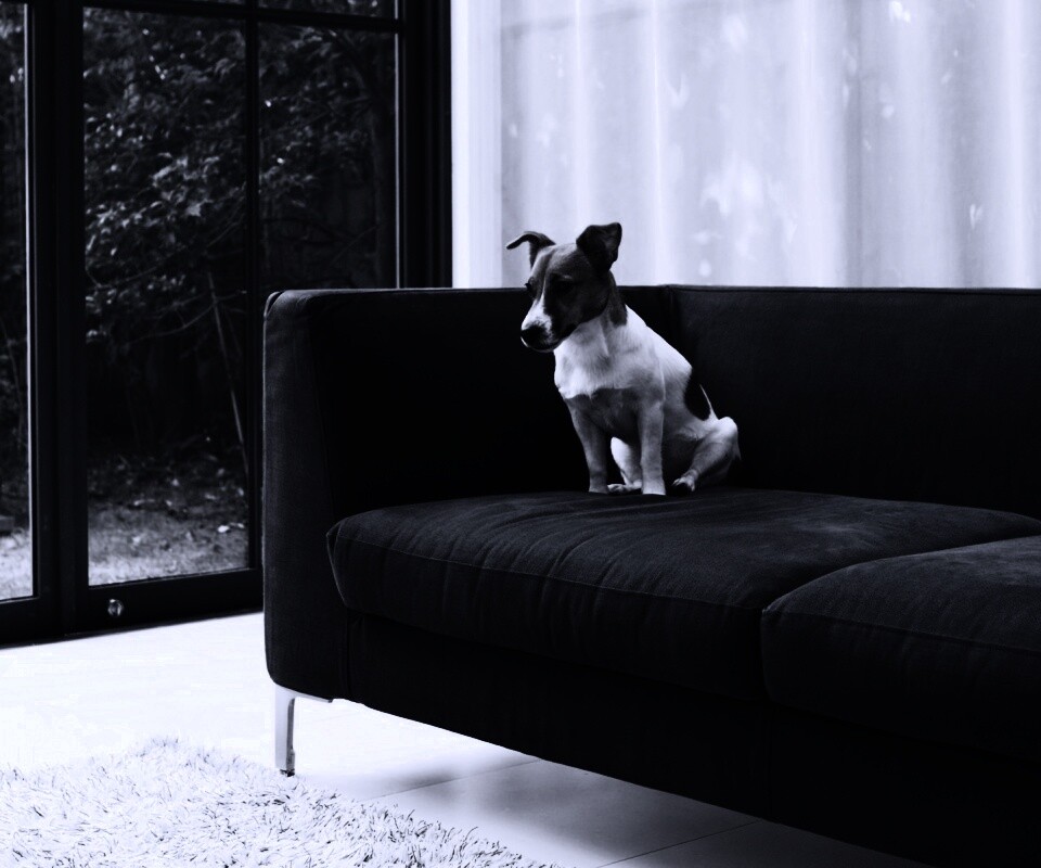 Пес на диване обои