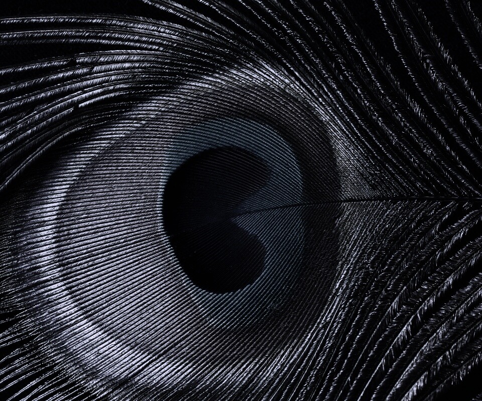 Перо павлина обои