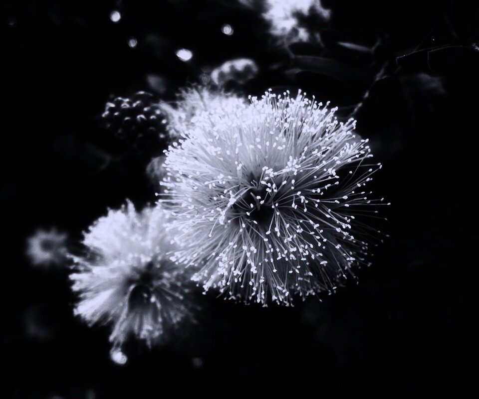 Сказочный цветок обои