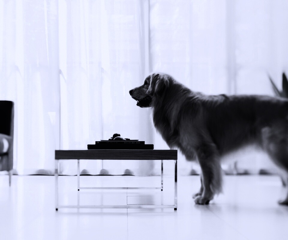 Лабрадор Ретривер обои