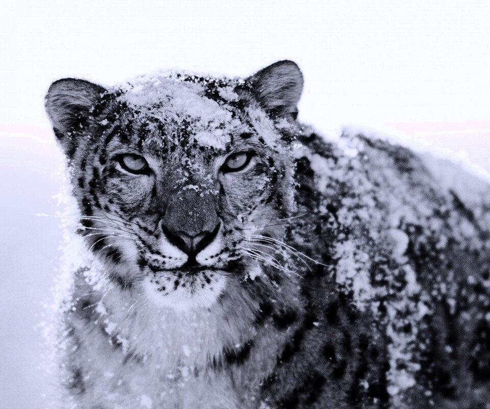 Снежный леопард обои