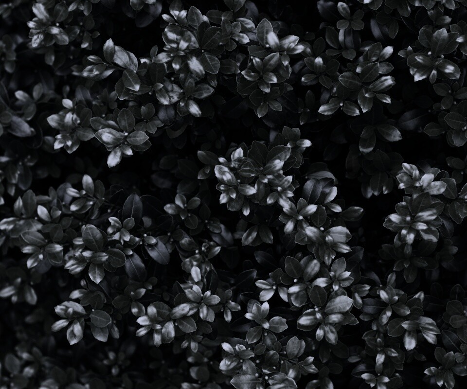 Густая листва обои