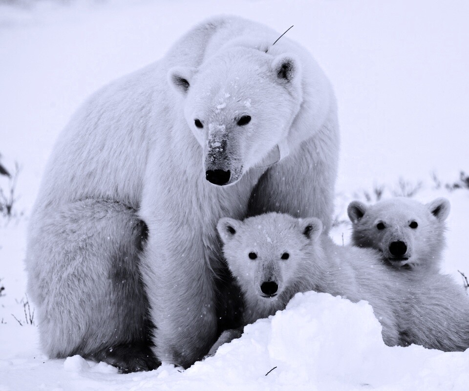 Белые медведи обои