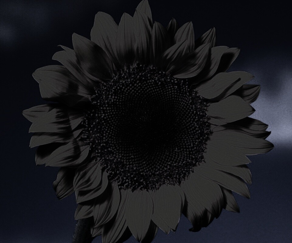 Солнечный цветок обои