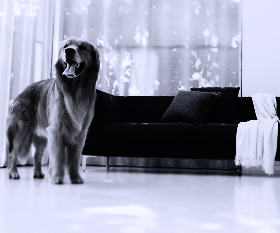 Собачка обои