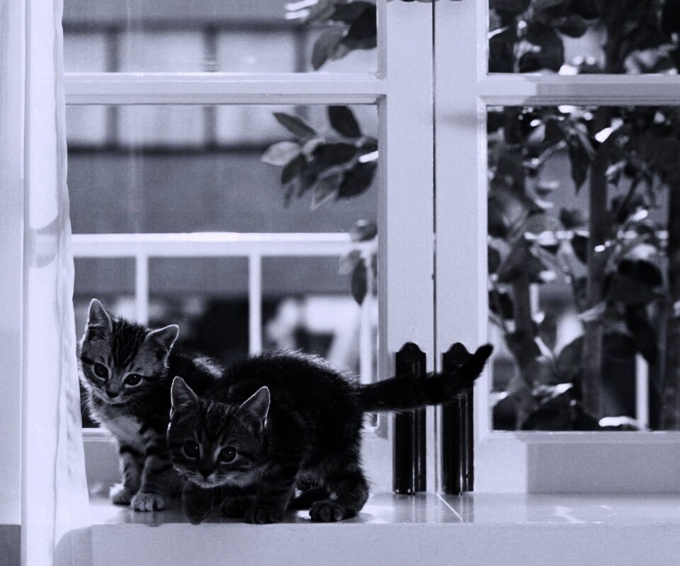 Милые котята обои