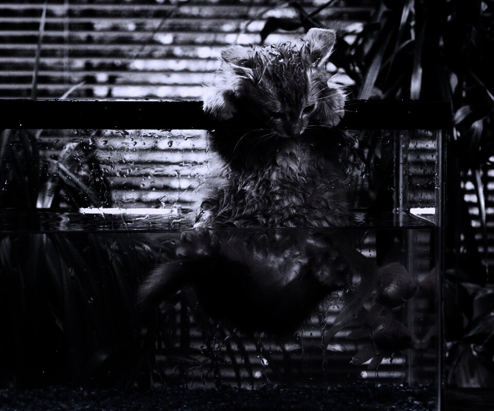 Мокрая киска обои