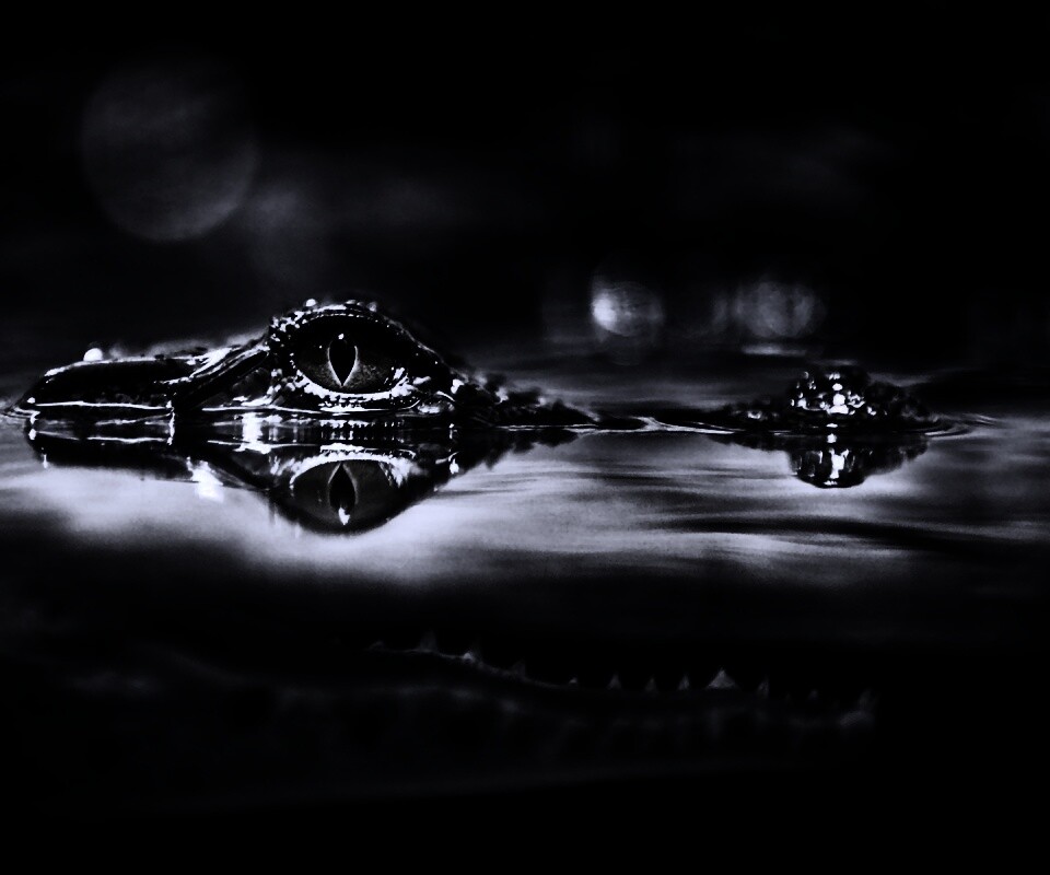 Глаз крокодила обои