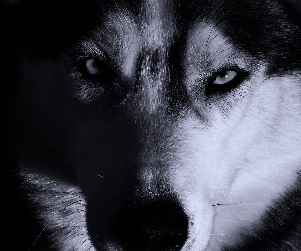 Собака с голубыми глазами обои