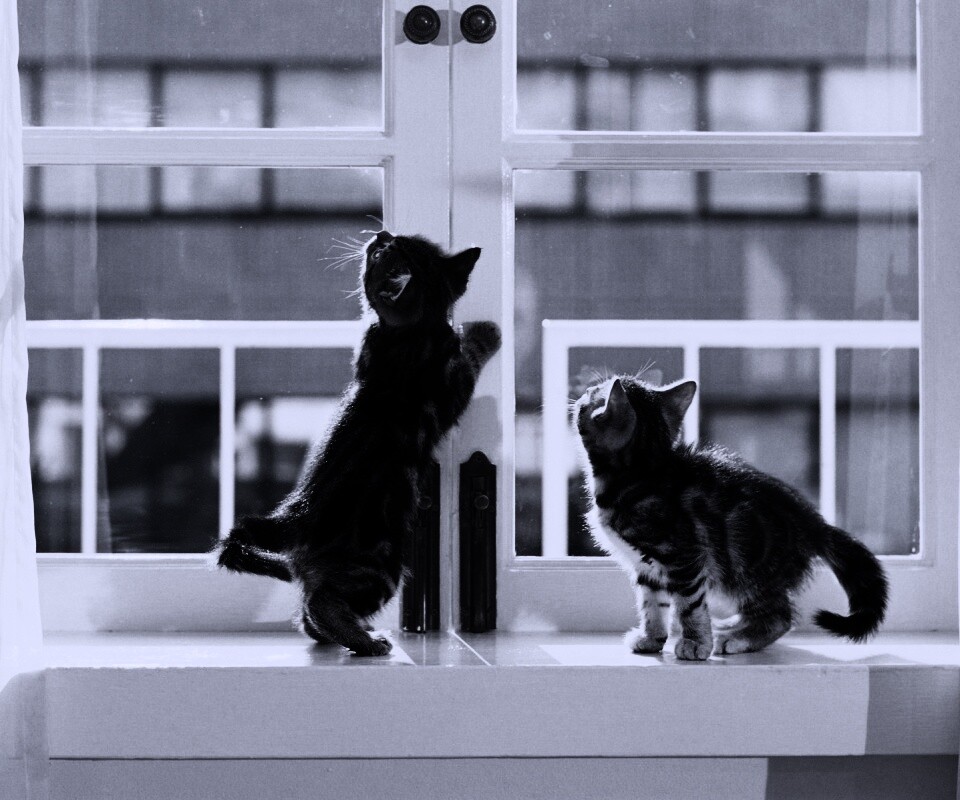 Котята у окна обои