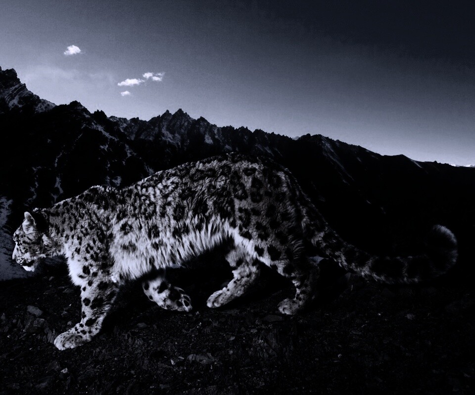 Леопард обои