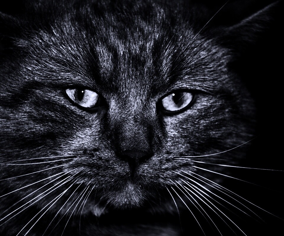 Мудрый кот обои