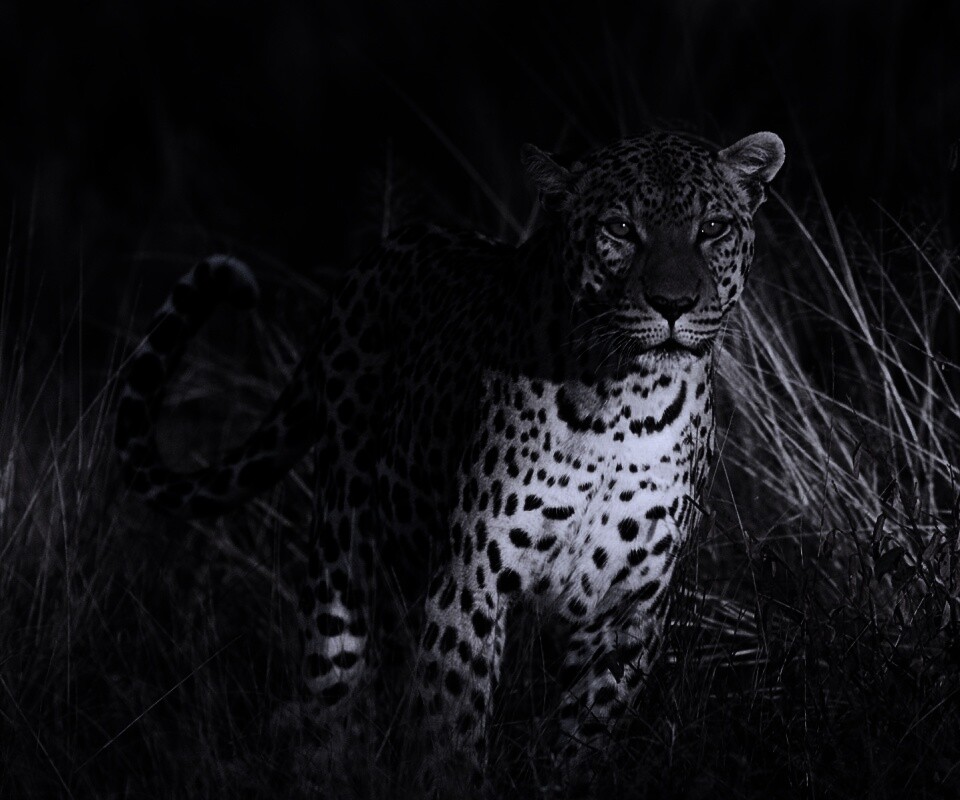 Леопард на охоте обои