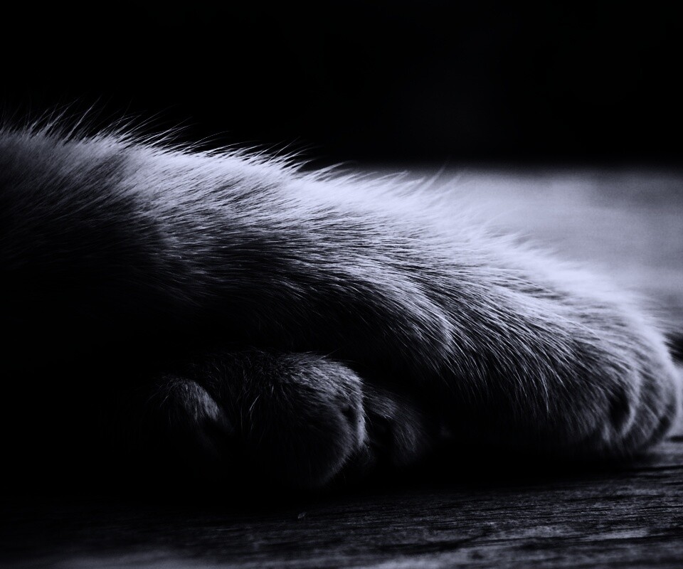 Мягкие лапки обои