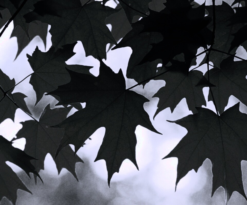 Кленовые листья обои