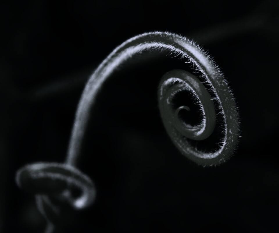 Завитушка растения обои