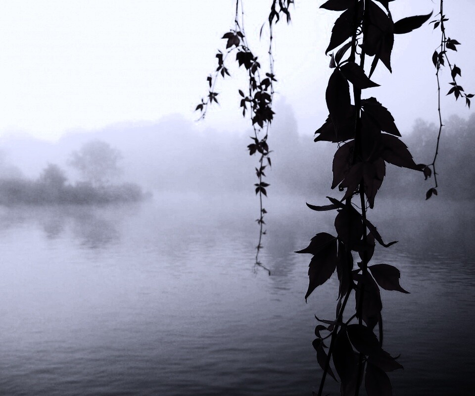 Ветви красного дерева обои