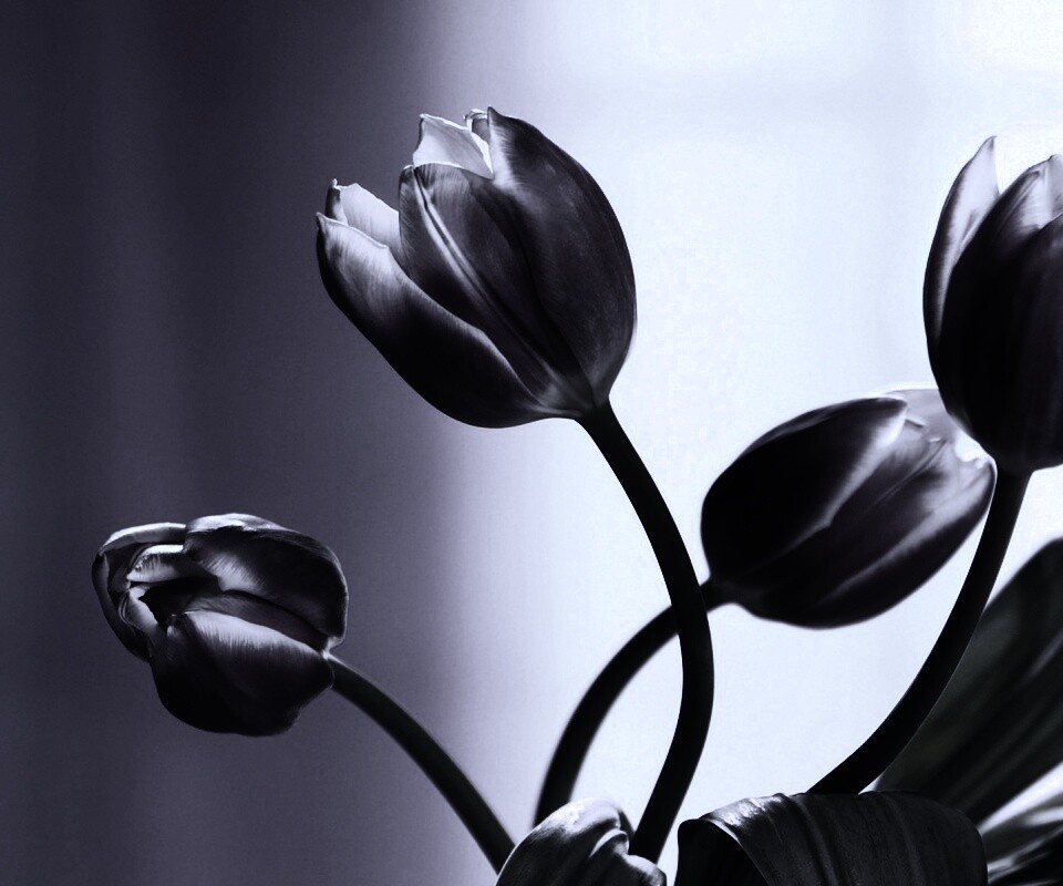 Сиреневые цветы обои