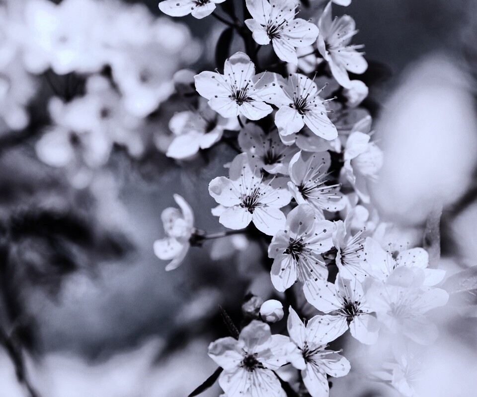 Цветение вишни обои