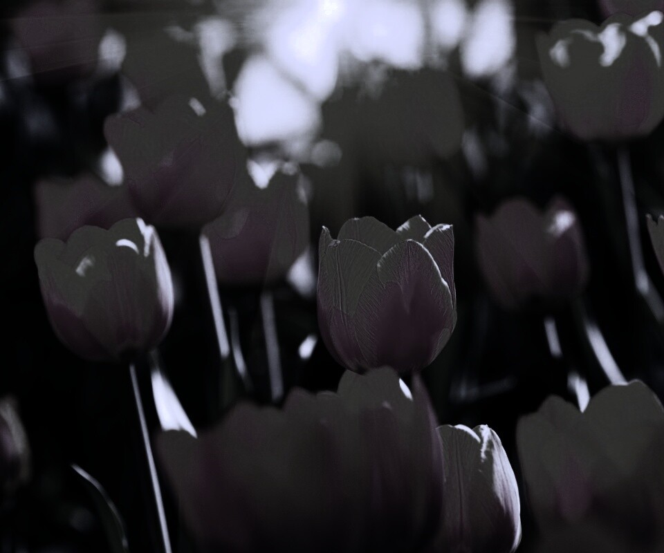 Солнечные тюльпаны обои