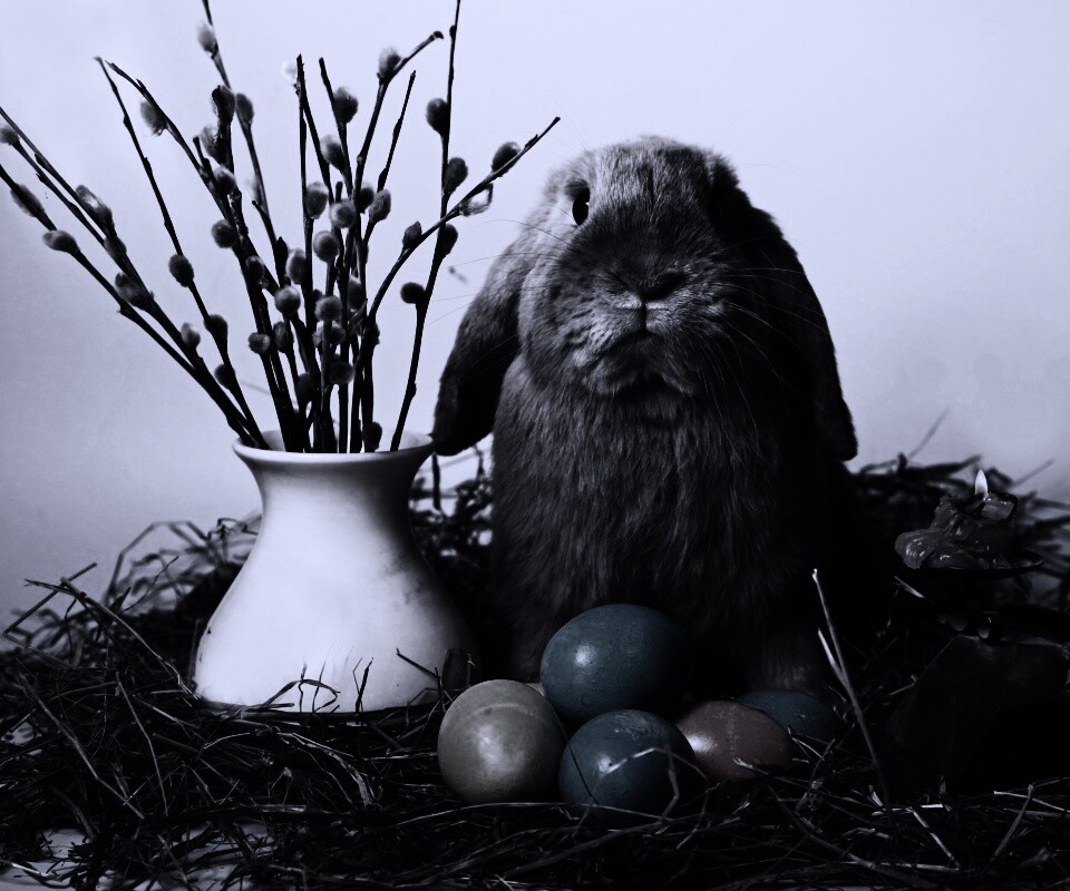 Пасхальный кролик обои