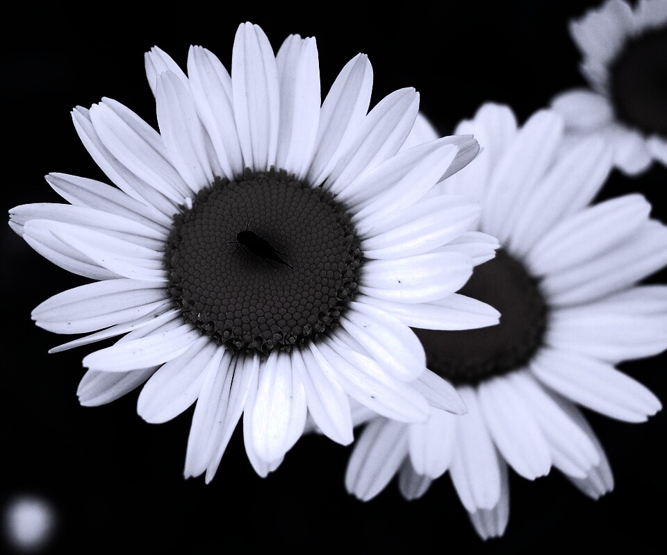 Ромашки обои