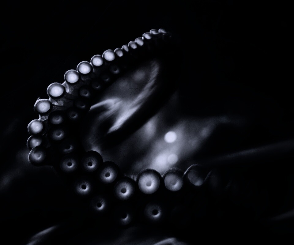 Щупальце обои