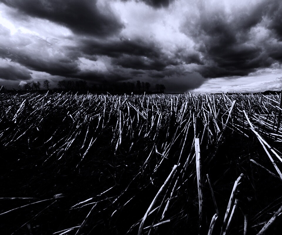 Убранное поле обои