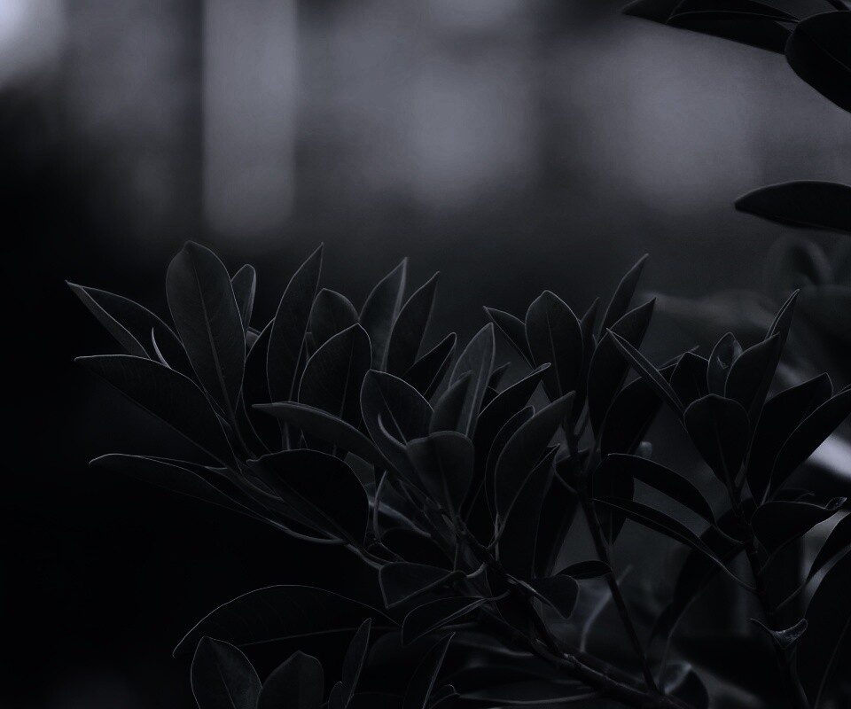 Листья обои