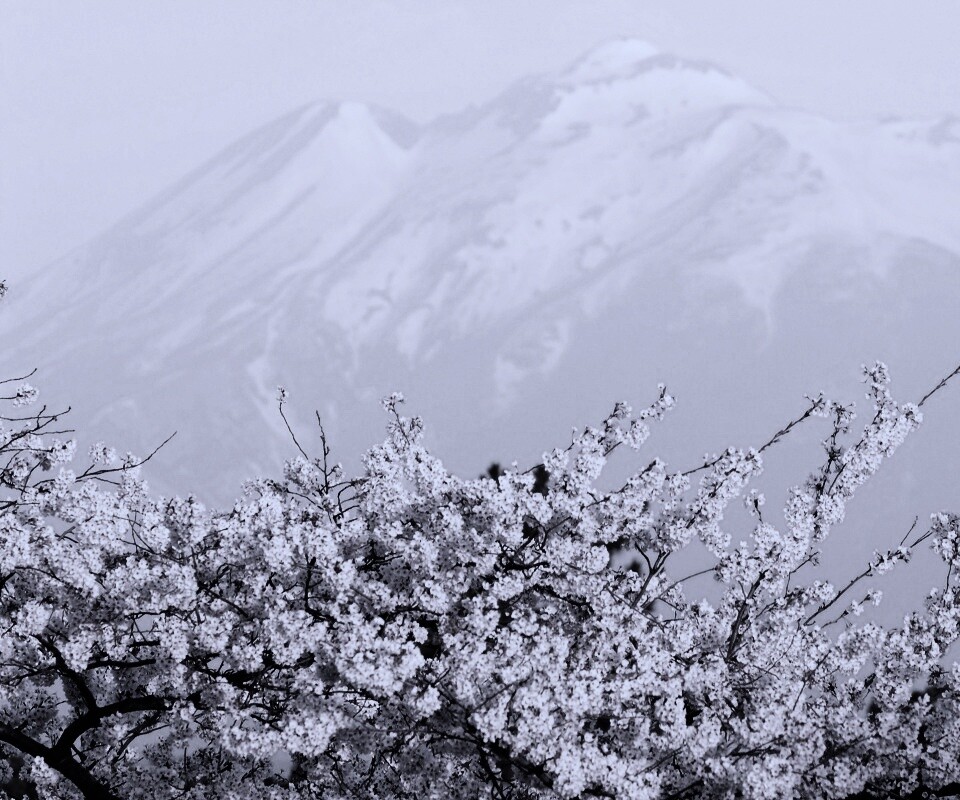 Цветение вишни в горах обои