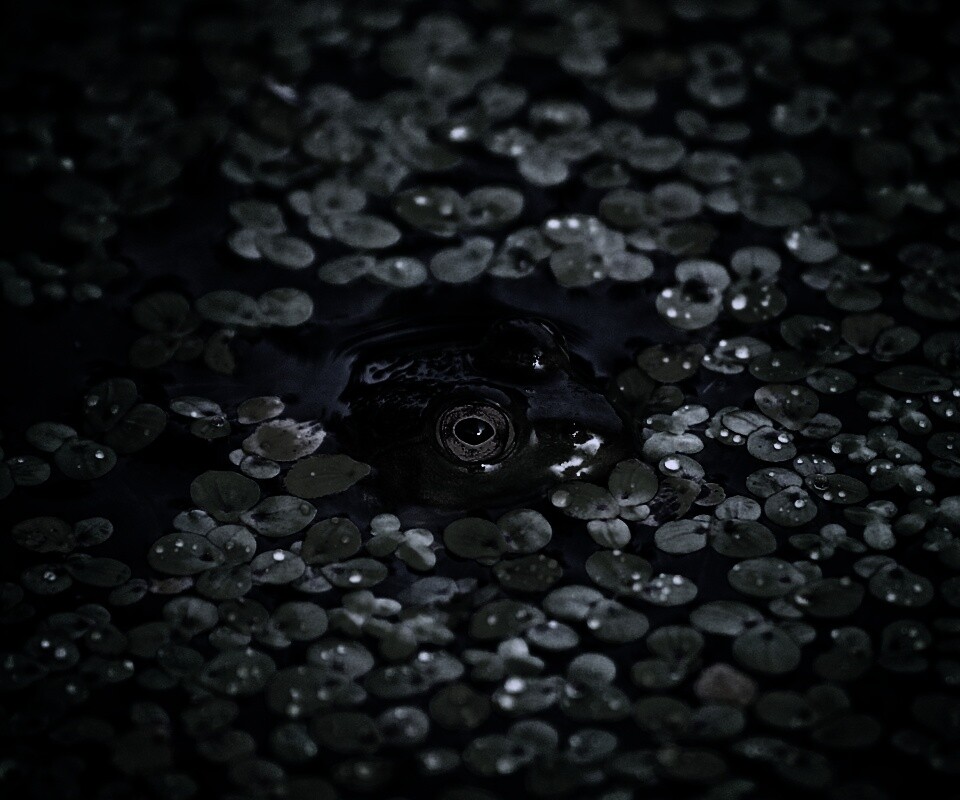 Маленькая лягушка обои