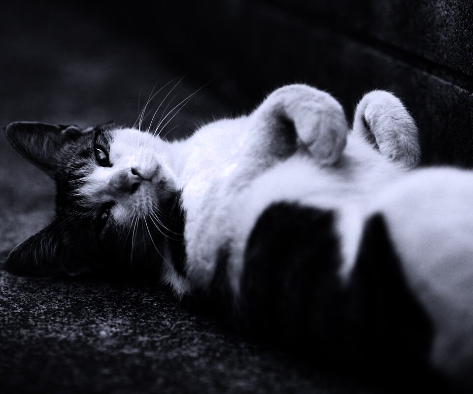 Кот лежит на спине обои