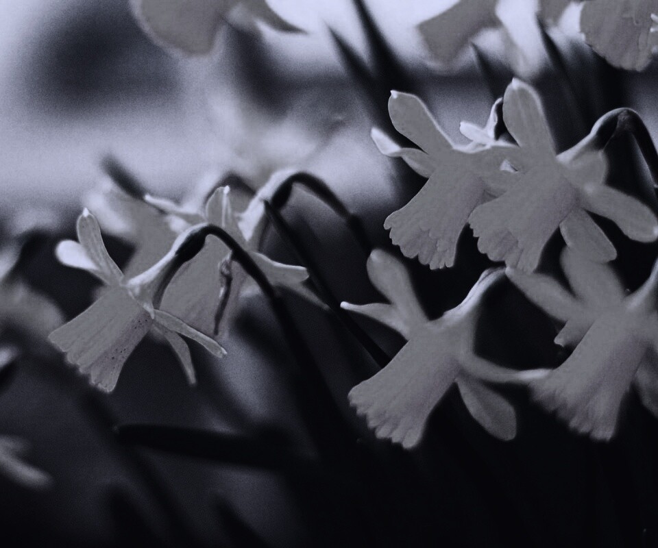 Нарциссы обои