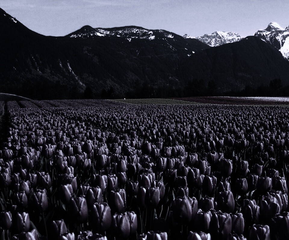 Поле тюльпанов обои