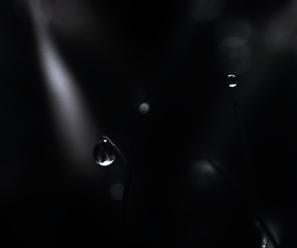 Роса на травинке обои