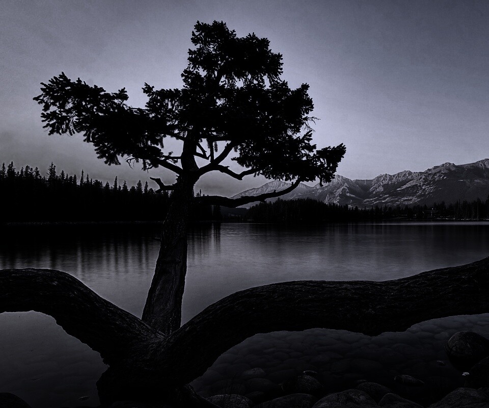 Дерево у горного озера обои