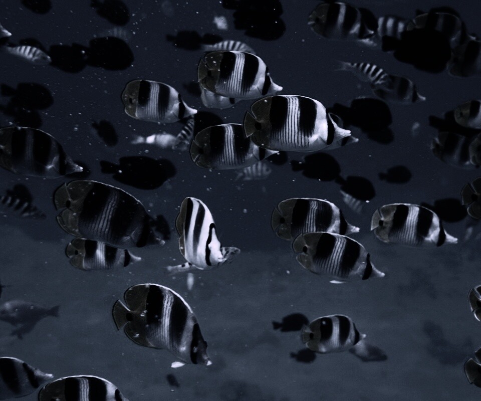 Косяк тропических рыбок обои