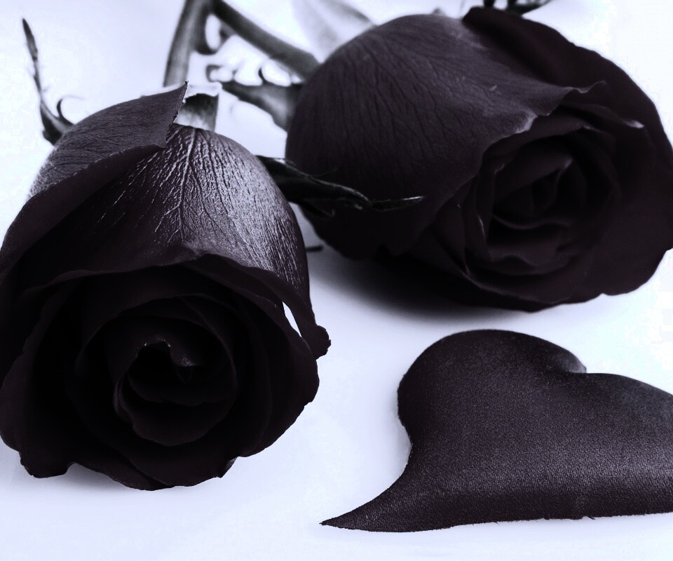 Две красные розы обои