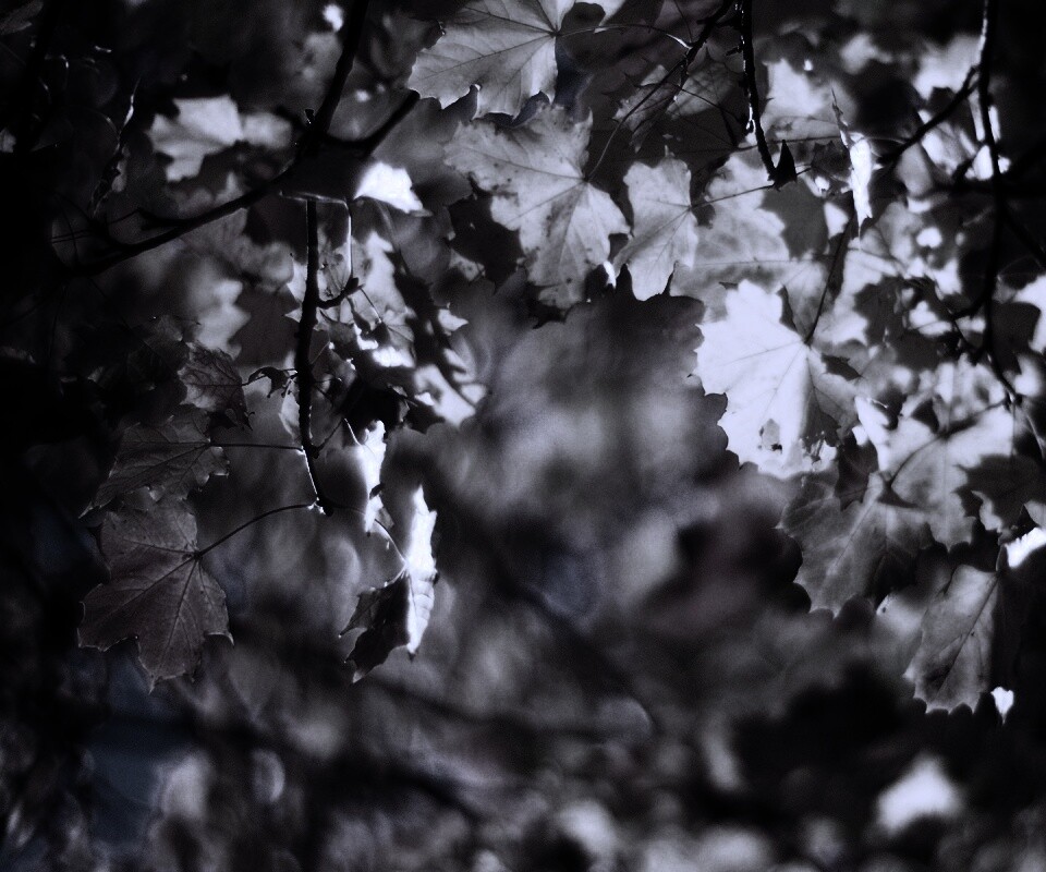 Жёлтые листья обои