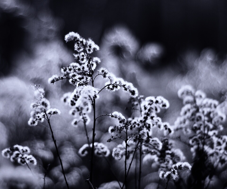 Сиреневые цветы обои