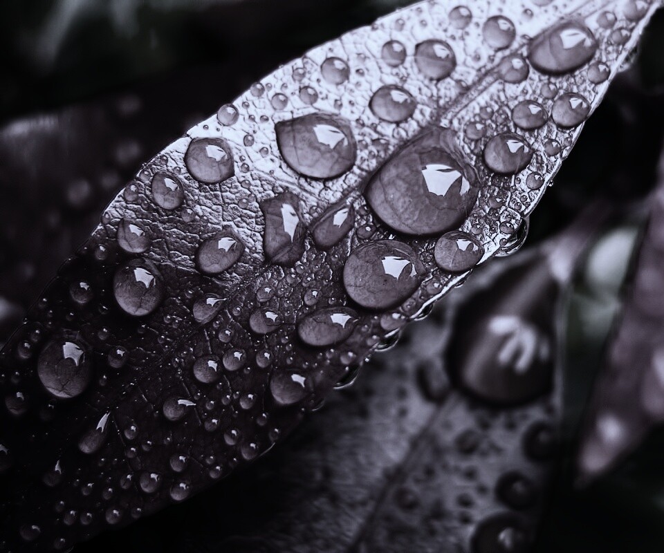 Капли росы на красных листьях обои