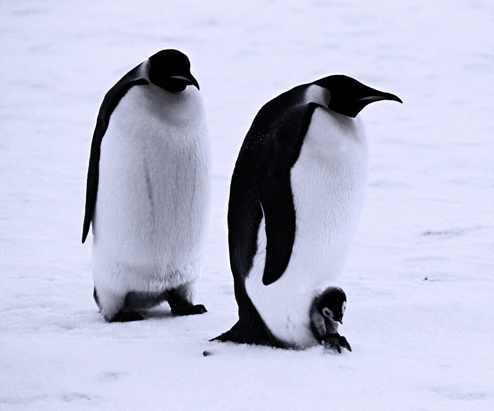 Семья пингвинов обои