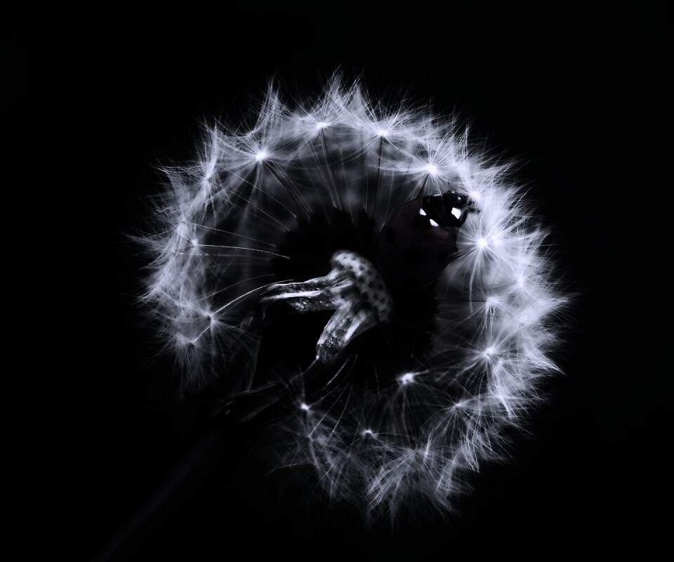 Божья коровка на одуванчике обои