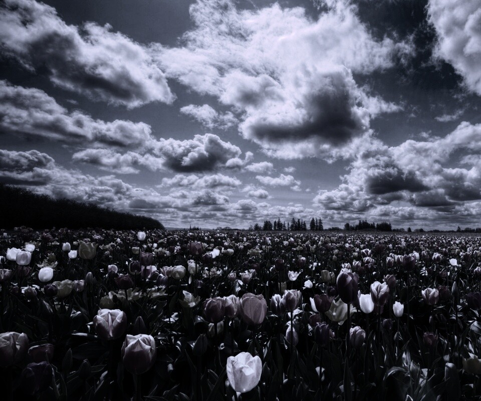 Поле тюльпанов обои